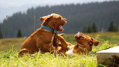 Dominant Behavior In Dogs
