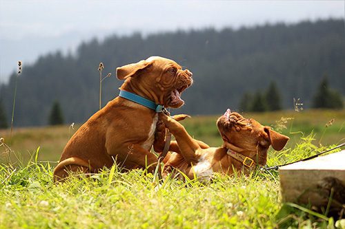 Dominant Behavior In Dogs