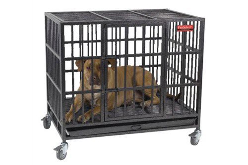 ProSelect Empire Color Cage for Pets Review