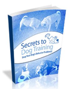 secrets to dog training