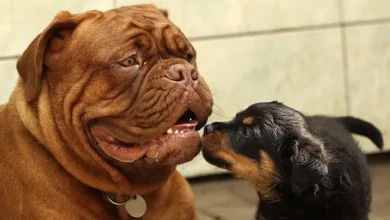 Small vs Big Dog Breed