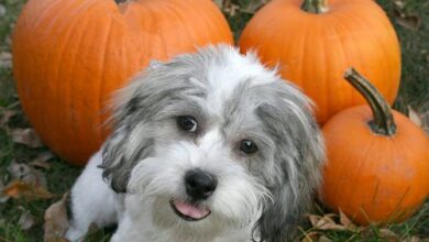 Pumpkin for Dogs