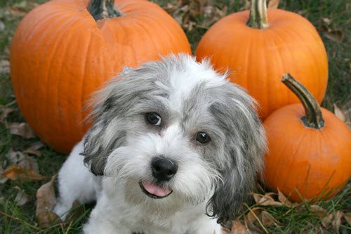 Pumpkin for Dogs