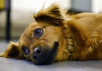 common health problems for dogs