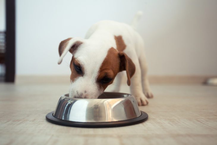 foods to avoid for puppies