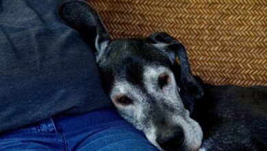 How to take care of an elderly dog?