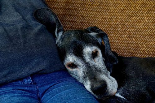 How to take care of an elderly dog?