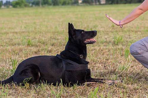 How to learn the Down command! to his dog?