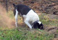 5 Solutions for dogs digging holes in your yard