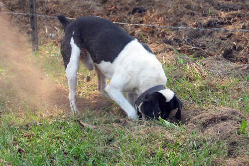 5 Solutions for dogs digging holes in your yard