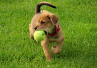How to train your puppy?