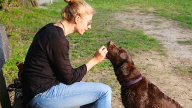 Rewarding your dog: how and when to do it?