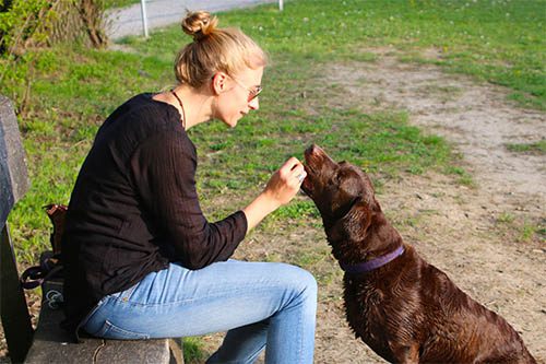 Rewarding your dog: how and when to do it?