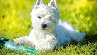 West Highland White Terrier Breed