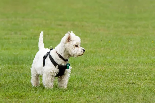 West Highland White-Terrier Characteristics
