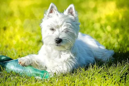 West Highland White Terrier Breed