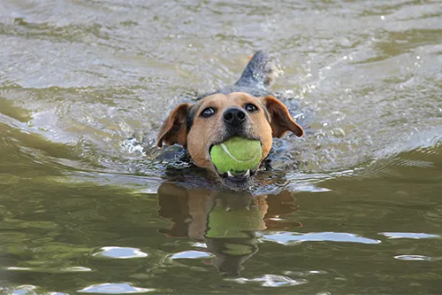 Dog bringing the ball