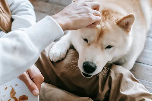Dog Care Benefits