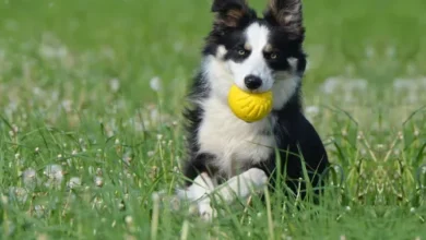 Teach your Dog to bring the ball